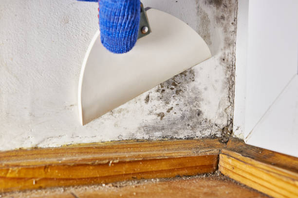  Lake View, AL Mold Removal Pros